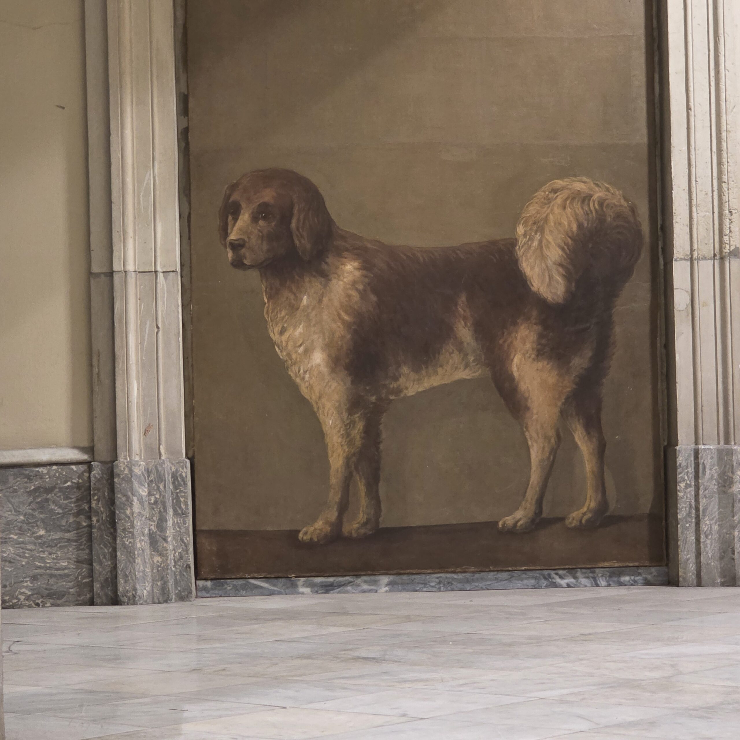 EL GOS DELS COMILLAS